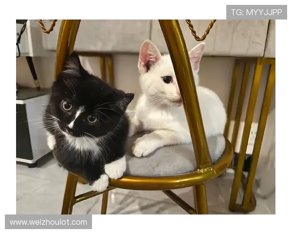 越看越可爱:那些让人心头一暖的瞬间 越看越可爱:那些让人心头一暖的瞬间